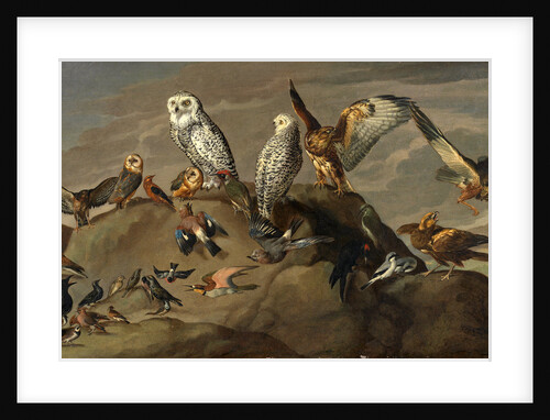 Study of Birds by Anonymous