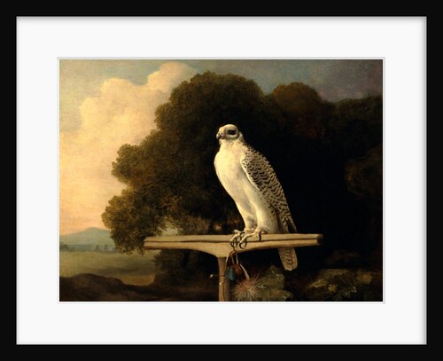 Greenland Falcon Gyr Falcon by George Stubbs
