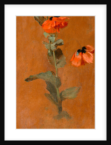 Study of Poppies by James Inskipp