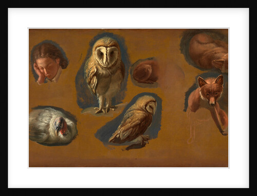 Studies of a Fox, a Barn Owl, a Peahen, and the Head of a Young Man Studies of a Fox, a Barn Owl, a Peahen and a Young Man's Head by Jacques-Laurent Agasse