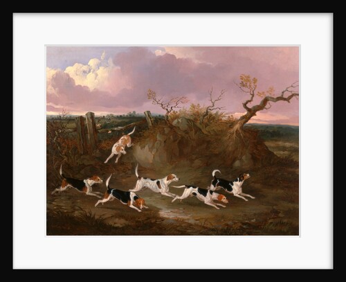 Beagles in Full Cry Harriers by John Dalby