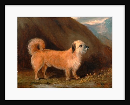 A Dandie Dinmont Terrier by John E. Ferneley Jr.