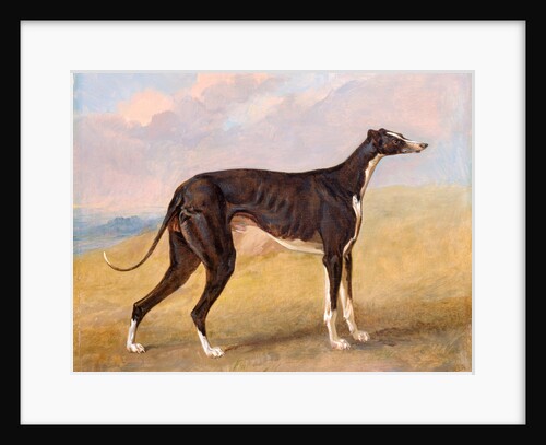 Turk, a greyhound, the property of George Lane Fox by George Garrard