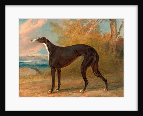 One of George Lane Fox's Winning Greyhounds: the Black and White Greyhound Bitch, Juno by George Garrard
