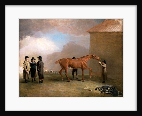 Muly Moloch being rubbed down at Newmarket by Benjamin Marshall