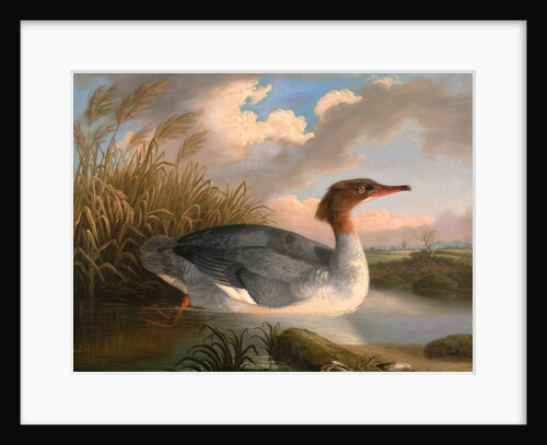 A Dun Diver (Goosander), Robert Wilkinson Padley, ca. 1775-1835 by Wilkinson Padley