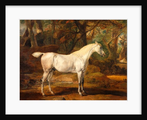 Grey Arabian stallion, the property of Sir Watkin Williams-Wynn by James Ward
