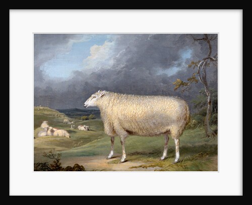 A Border Leicester Ewe by James Ward