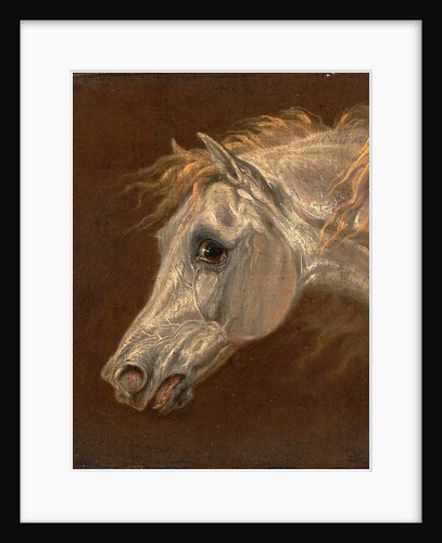 Head of a Grey Arabian Horse by Martin Theodore Ward