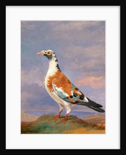Studies of carrier pigeon by Dean Wolstenholme
