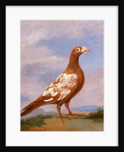 Red pied carrier Carrier Pigeons: Red Pied Carrier by Dean Wolstenholme