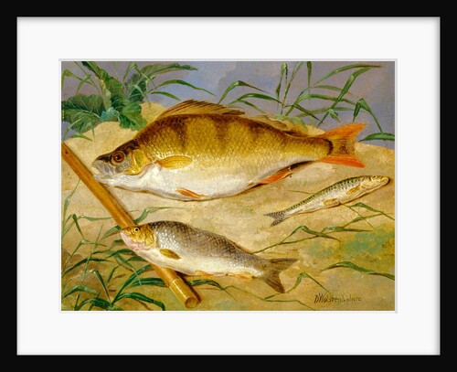 An Angler's Catch of Coarse Fish The Angler's Trophies by Dean Wolstenholme