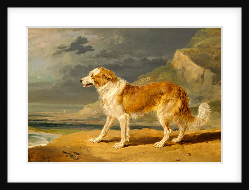 Rough-Coated Collie by James Ward