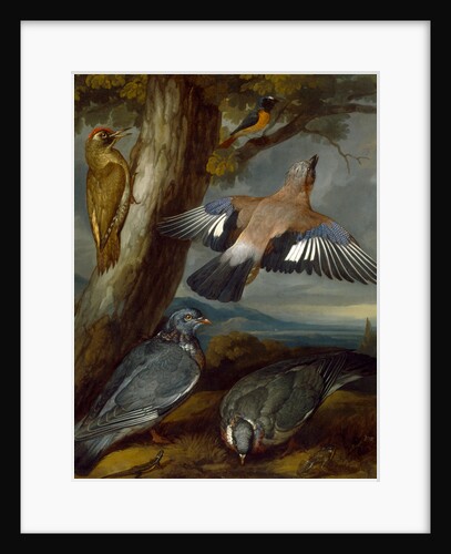 Jay, Green Woodpecker, Pigeons, and Redstart by Francis Barlow