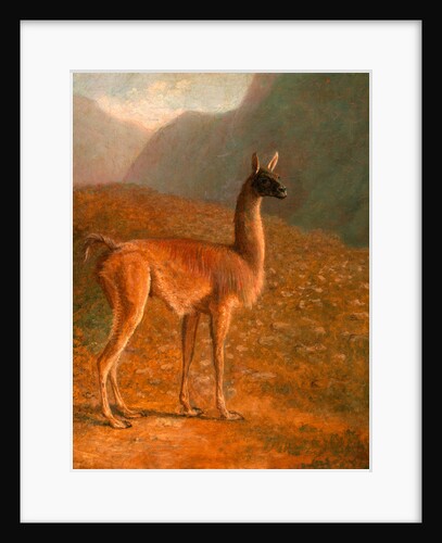 Guanaco 'A Male Vicuna' by Jacques-Laurent Agasse