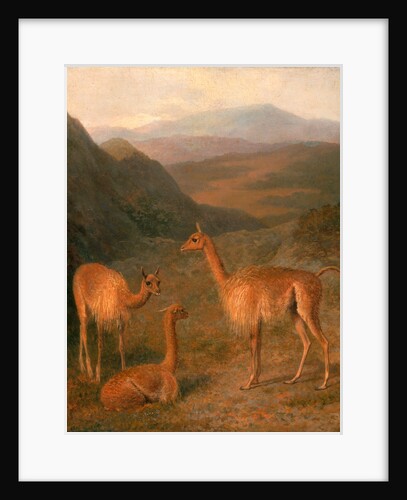 Three Vicunas by Jacques-Laurent Agasse
