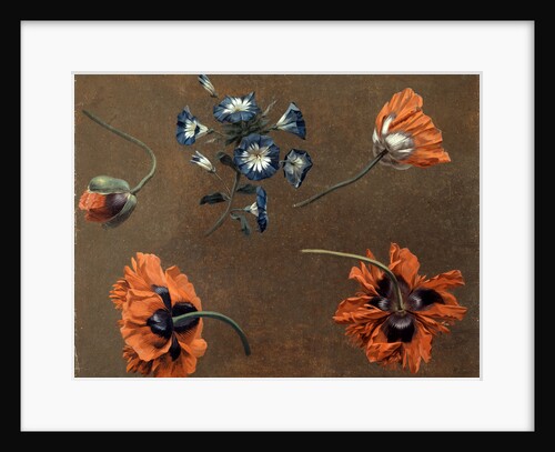 Poppies and Tradascanthus by Anonymous
