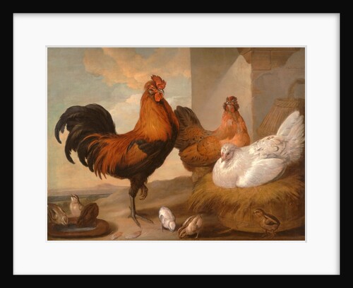Domestic Cock, Hens, and Chicks by Francis Barlow