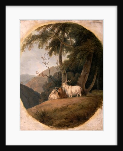 Kashmir Goats by William Daniell