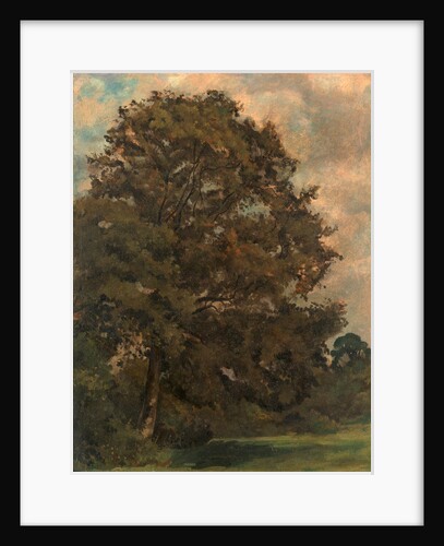 Study of an Ash Tree by Lionel Constable