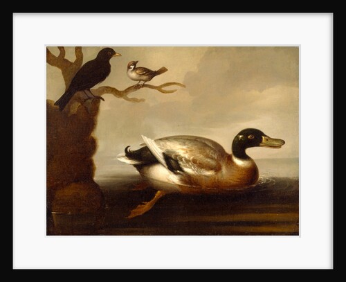 Mallard Duck and Other Birds A Mallard Drake Swimming by Anonymous