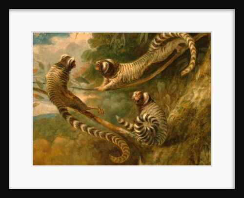 A Marmoset in Three Attitudes by George Garrard