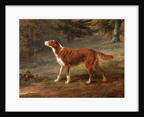 Ranger, a setter, the property of Elizabeth Gray Ranger by George Garrard