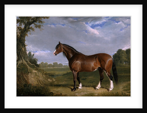 A Clydesdale Stallion by John Frederick Herring