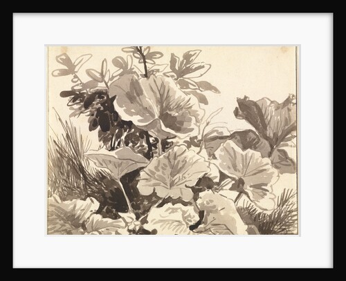 Study of Coltsfoot Leaves by Franz Innocenz Kobell