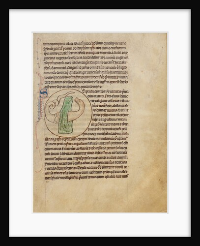 A Snake by Anonymous