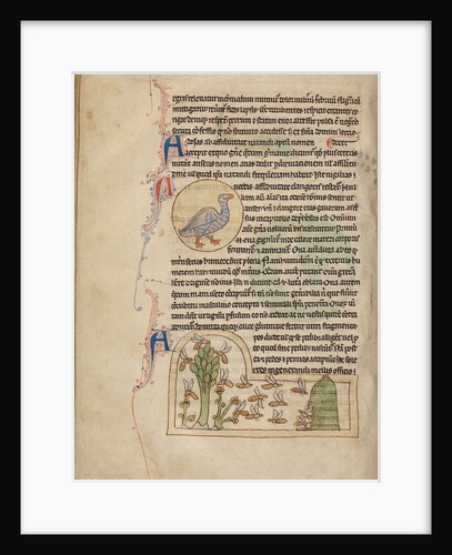 A Duck, Bees by Anonymous