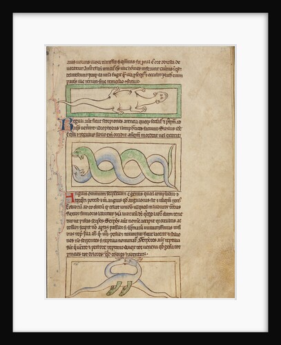 A Basilisk, Snakes, Vipers by Anonymous