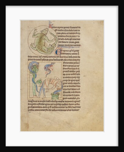 A Lizard, Salamanders by Anonymous