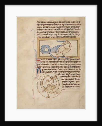 A Scitalis, An Amphisbaena by Anonymous