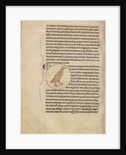 A Partridge by Anonymous