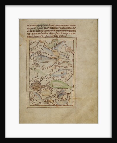 Fish and Sea Monsters by Anonymous