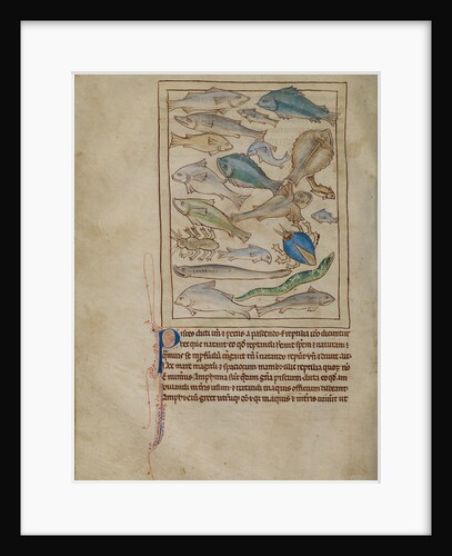 Fish and Sea Monsters by Anonymous