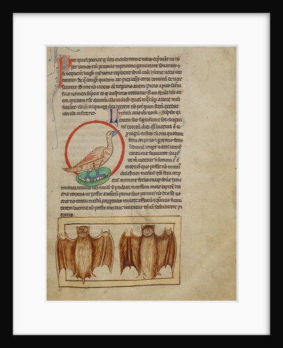 A Nightingale, Bats by Anonymous