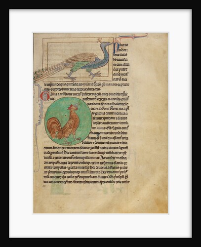 A Peacock, A Rooster by Anonymous