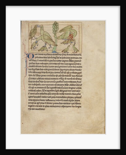 Pelicans by Anonymous