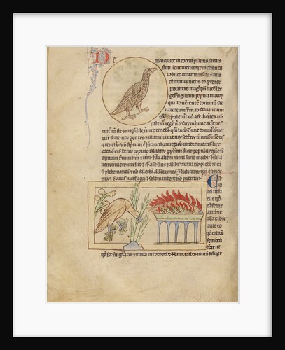 An Owl, Phoenixes by Anonymous