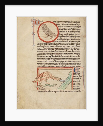 A Hoopoe, An Ibis by Anonymous