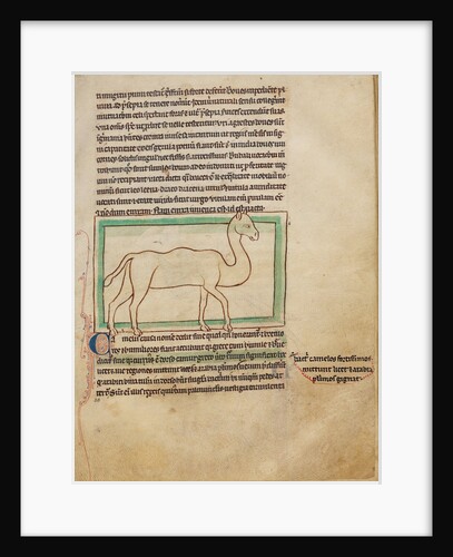 A Camel by Anonymous