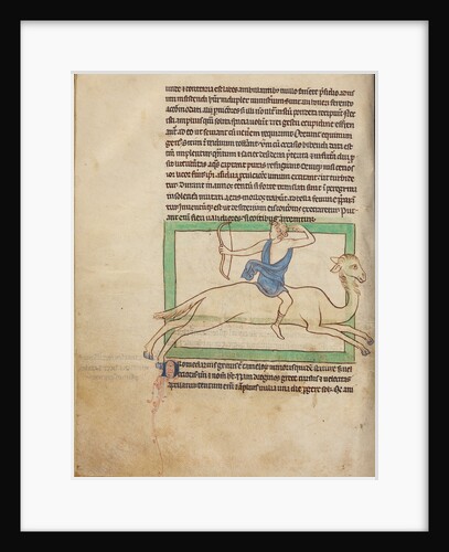 A Dromedary by Anonymous