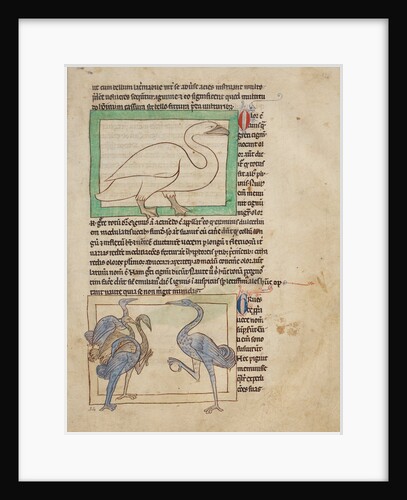 A Swan, Cranes by Anonymous