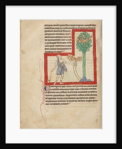 A Cinomolgus by Anonymous