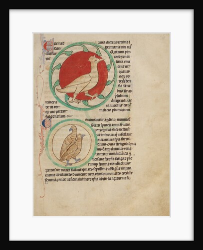 A Hercinia, Partridges by Anonymous