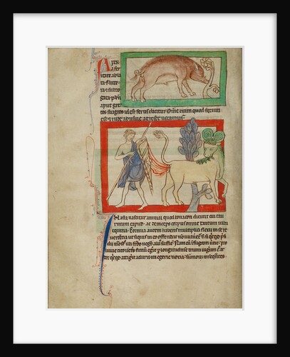 A Wild Boar, A Bonnacon by Anonymous