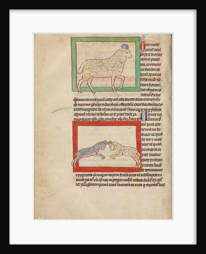 A Sheep, A Ram by Anonymous