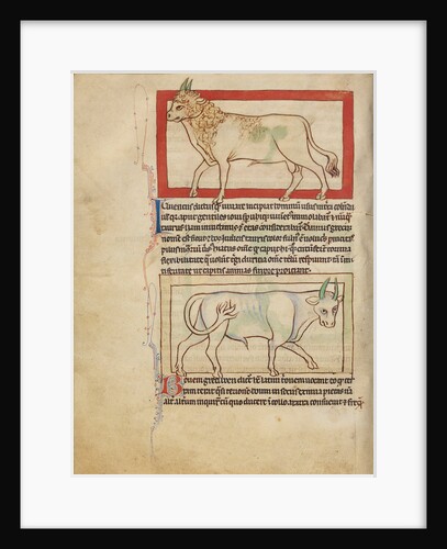 A Bull, An Ox by Anonymous